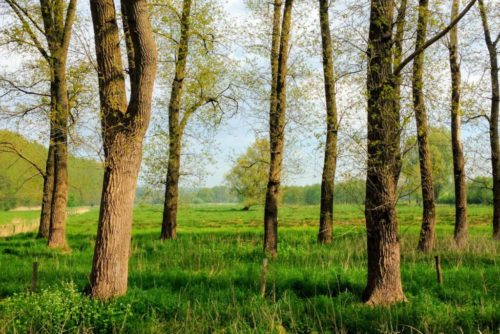 lente bomen